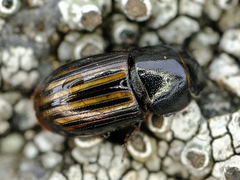 Liothorax alternatus