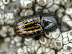 Liothorax alternatus