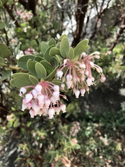 Arctostaphylos pringlei drupacea