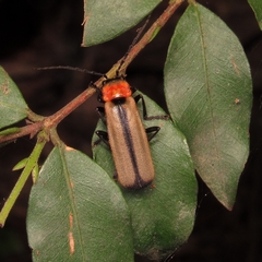 Discodon cinctum