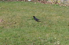 Turdus merula