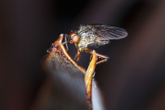 Empis barbatoides