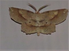 Euchlaena marginaria