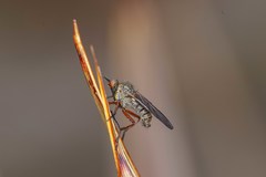 Empis barbatoides