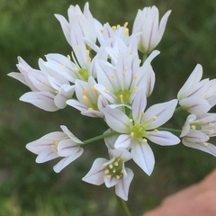 Allium roseum