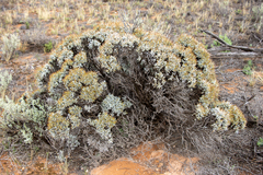 Cratystylis conocephala