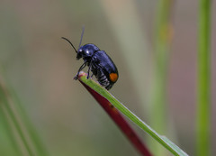 Cryptocephalus biguttatus