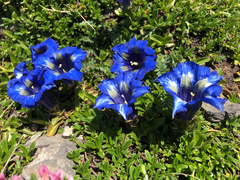 Gentiana acaulis