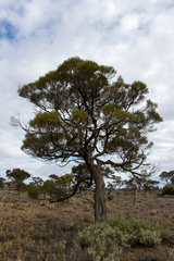 Acacia papyrocarpa