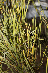 Acacia papyrocarpa