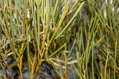Acacia papyrocarpa