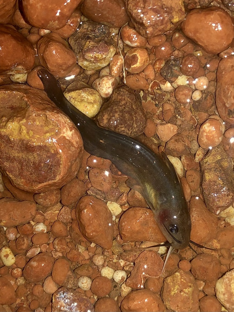 Shortfin Catfish