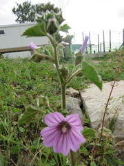 Malva multiflora