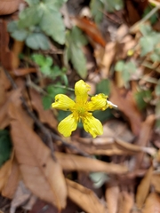 Ranunculus sierrae-orientalis