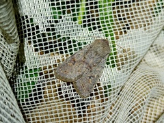 Orthosia populeti