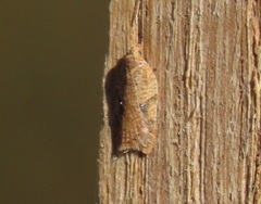 Acleris notana