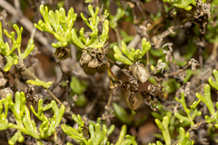 Roepera aurantiaca aurantiaca
