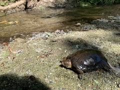 Actinemys marmorata pallida