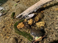 Actinemys marmorata pallida