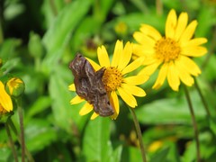 Helias phalaenoides