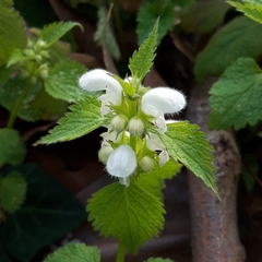 Lamium flexuosum