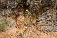 Brachyscome ciliaris ciliaris