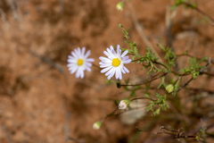 Brachyscome ciliaris ciliaris