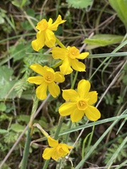 Narcissus jonquilla