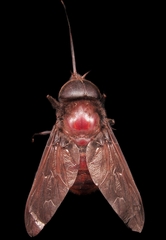 Fidena