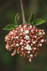 Viburnum × burkwoodii