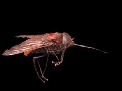 Fidena