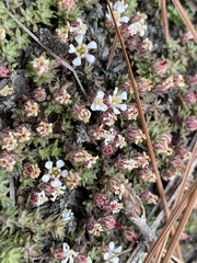 Pyxidanthera brevifolia