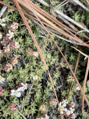 Pyxidanthera brevifolia