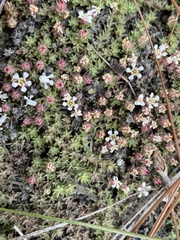 Pyxidanthera brevifolia