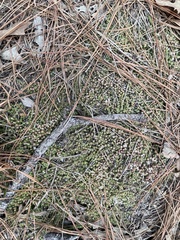 Pyxidanthera brevifolia