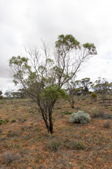 Myoporum platycarpum platycarpum