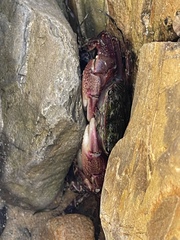 Pachygrapsus crassipes
