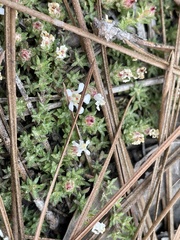 Pyxidanthera brevifolia