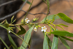 Myoporum platycarpum platycarpum
