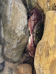Pachygrapsus crassipes