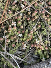 Pyxidanthera brevifolia