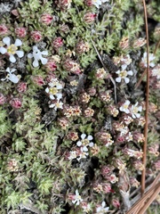 Pyxidanthera brevifolia