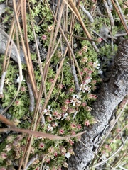 Pyxidanthera brevifolia
