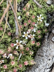 Pyxidanthera brevifolia
