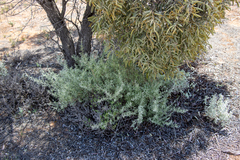 Chenopodium wilsonii