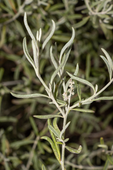 Chenopodium wilsonii
