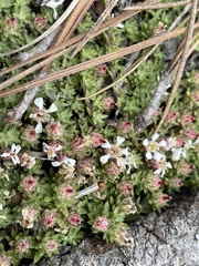 Pyxidanthera brevifolia