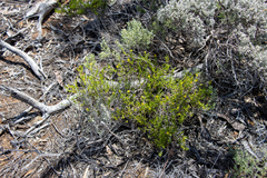 Roepera aurantiaca aurantiaca