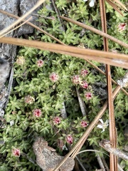 Pyxidanthera brevifolia