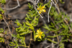 Roepera aurantiaca aurantiaca